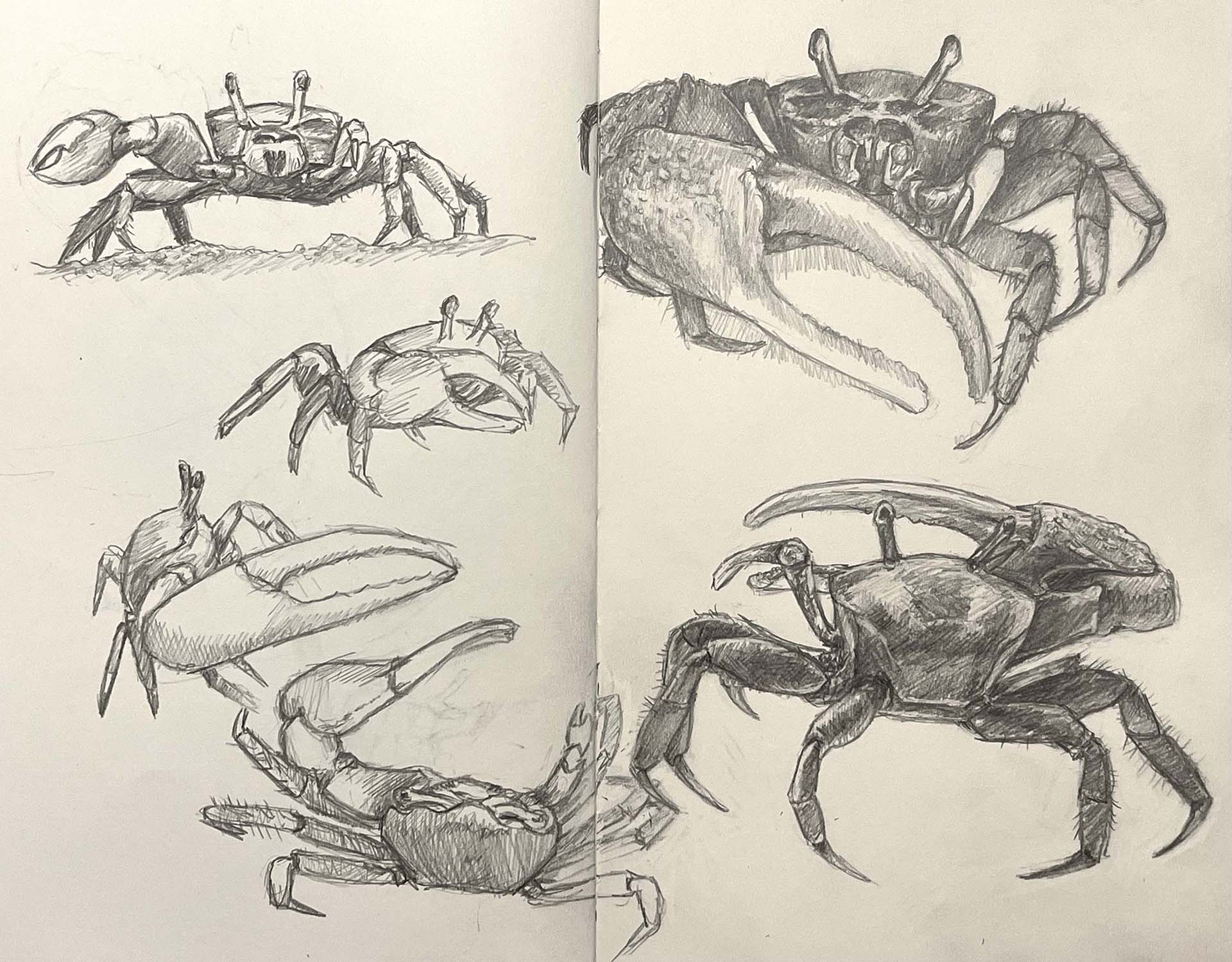 crab sketches