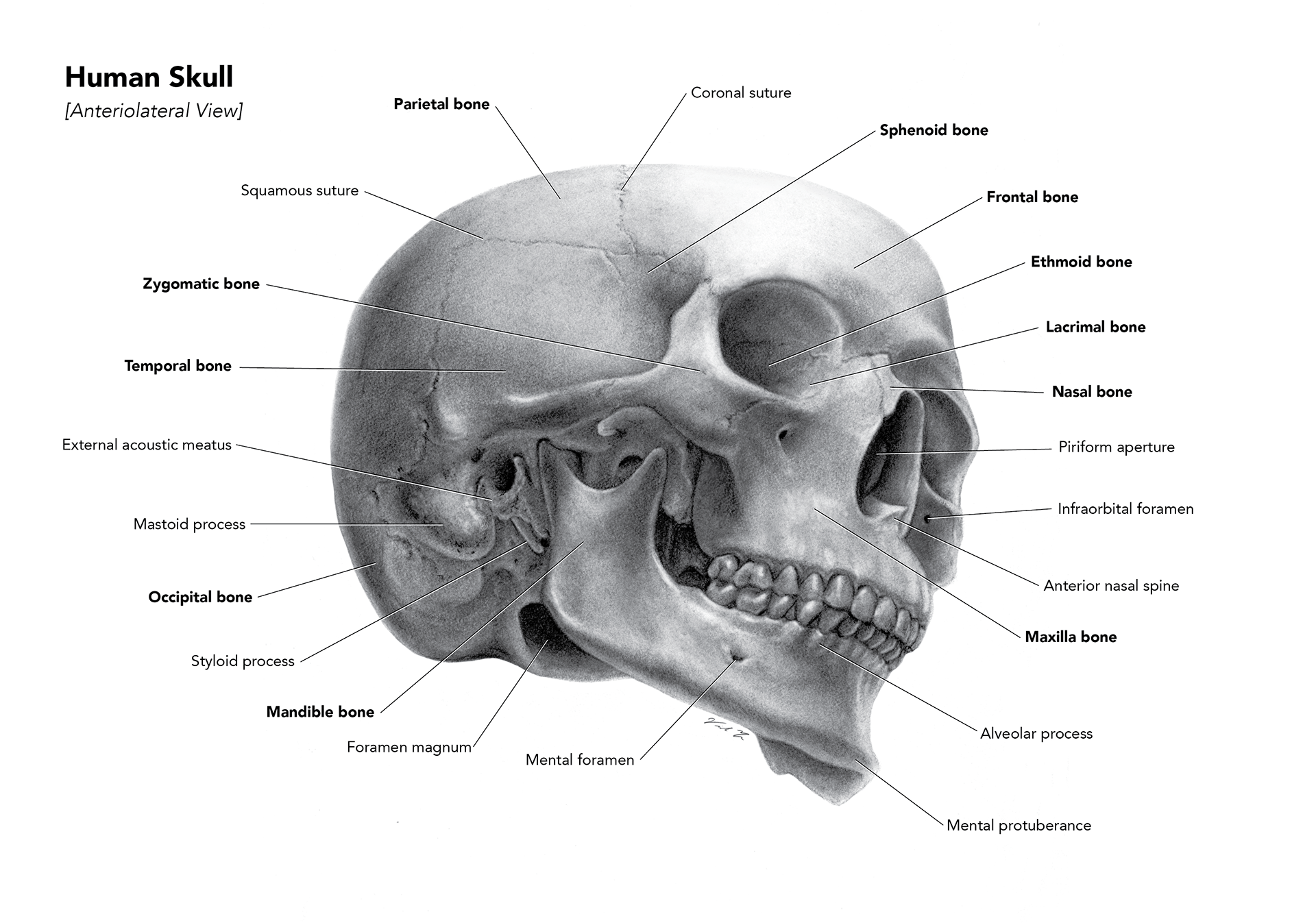 Charcoal Skull Drawing