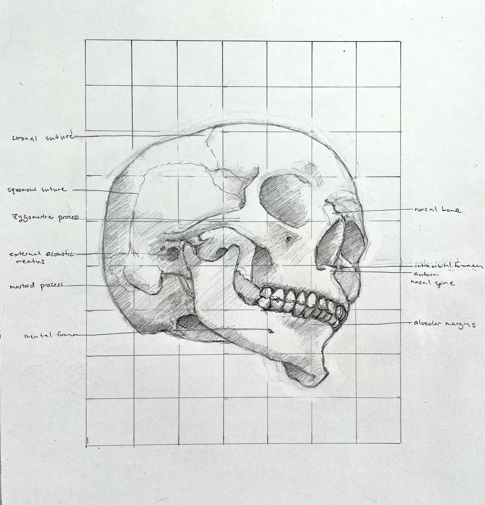 Skull sketch